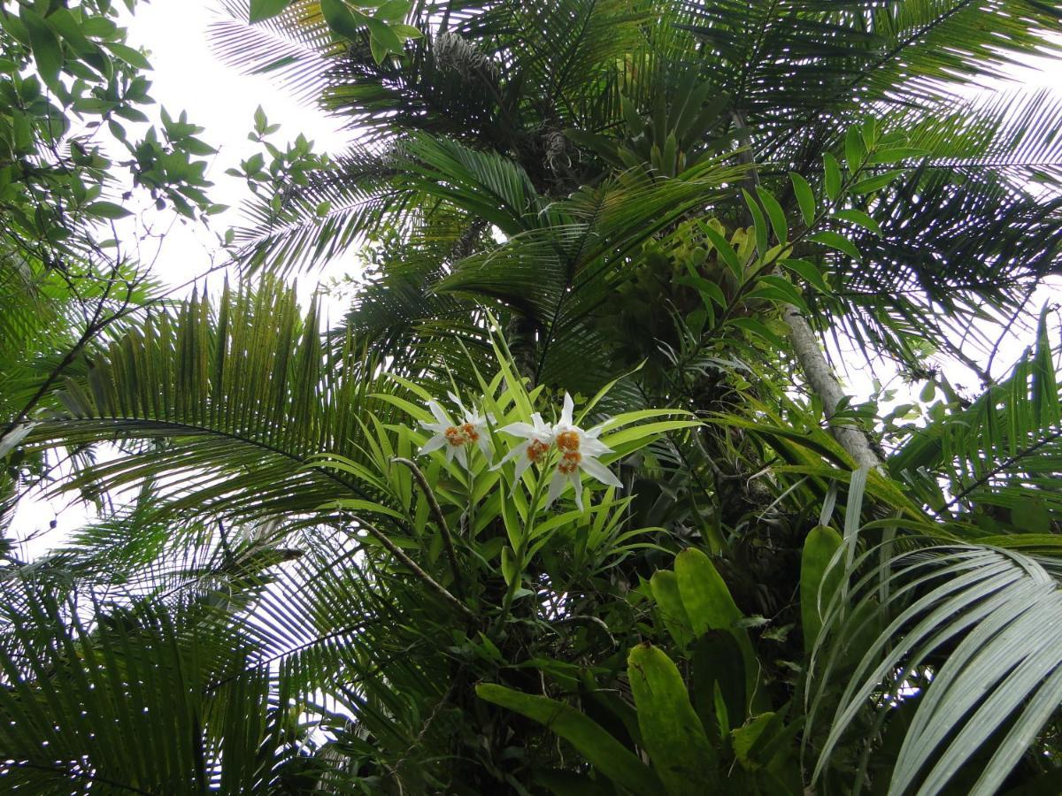 Pousada Do Oasis Morretes Exteriér fotografie